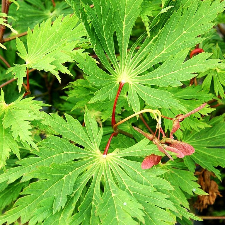Eisenhutblättriger Japan-Ahorn 'Aconitifolium' (Acer japonicum)