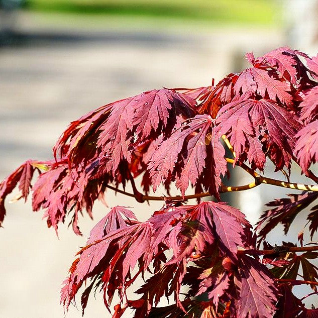 Eisenhutblättriger Japan-Ahorn 'Aconitifolium' (Acer japonicum)