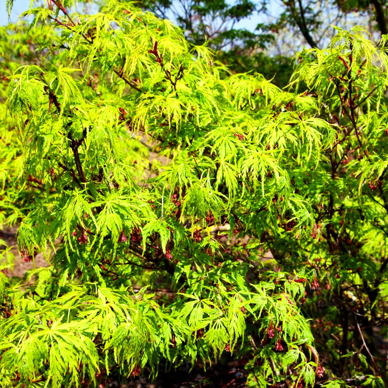 Eisenhutblättriger Japan-Ahorn 'Aconitifolium' (Acer japonicum)