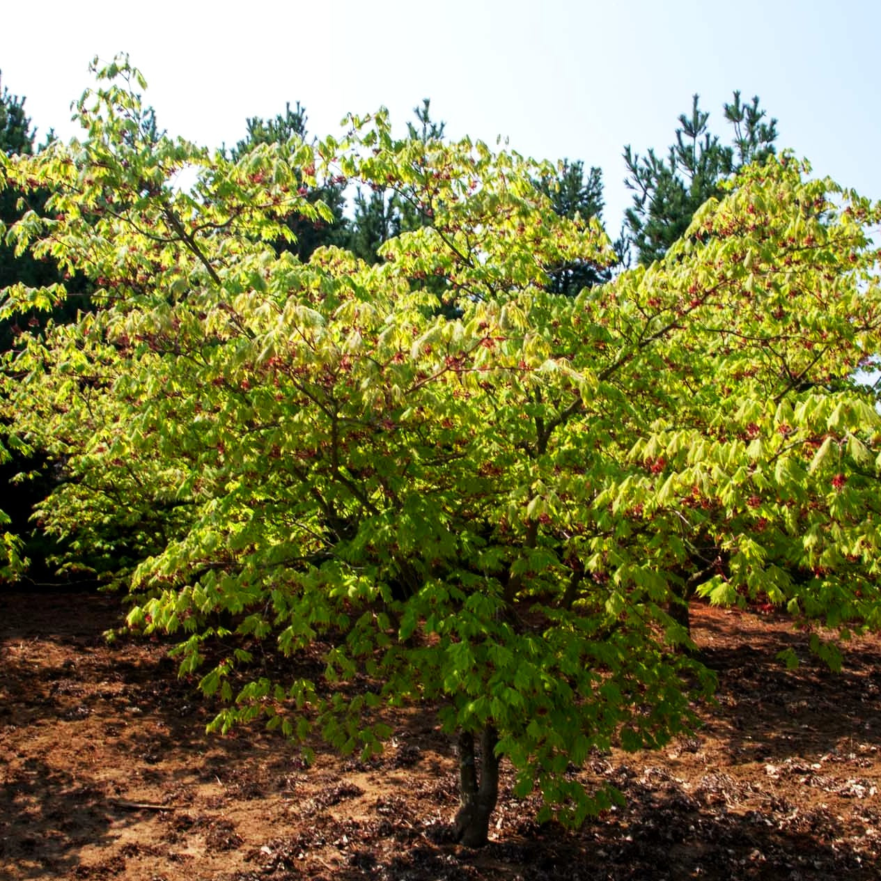 japan ahorn düngen Eisenhutblättriger Japan-Ahorn 'Aconitifolium' (Acer japonicum) kaufen –  pflanzenmax.de