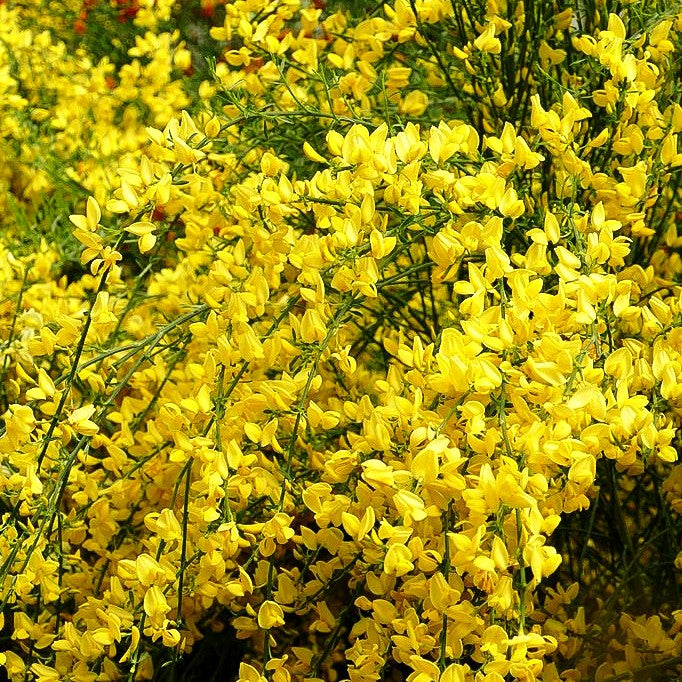 Elfenbein-Ginster 'Allgold' (Cytisus praecox)