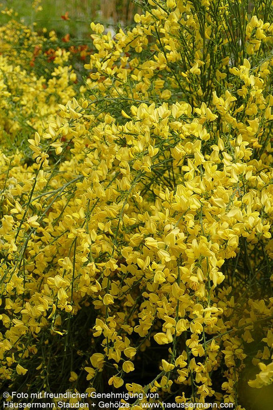 Elfenbein-Ginster 'Allgold' (Cytisus praecox)