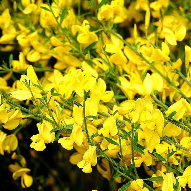 Elfenbein-Ginster 'Allgold' (Cytisus praecox)