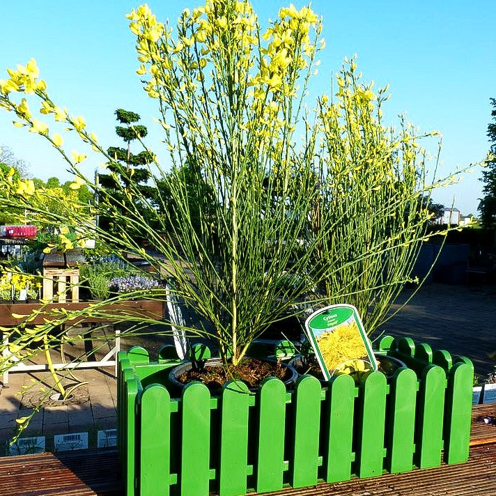 Elfenbein-Ginster 'Allgold' (Cytisus praecox)