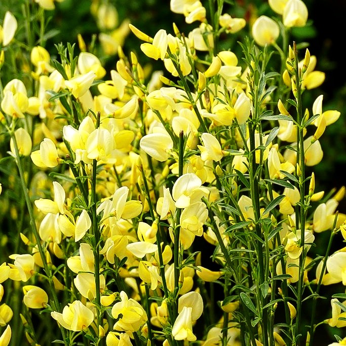Elfenbein-Ginster (Cytisus praecox)