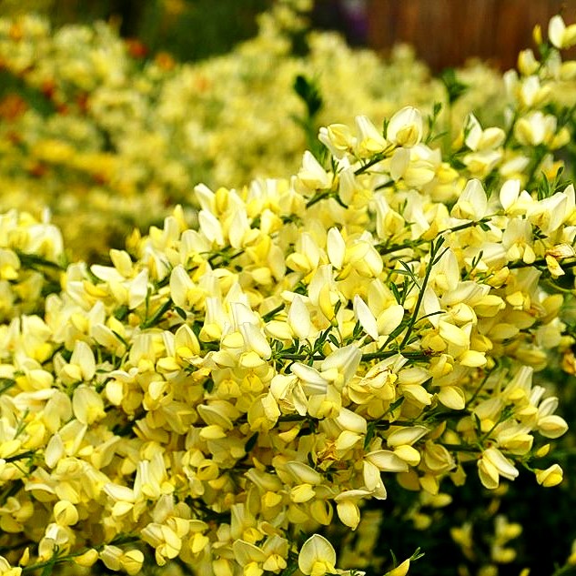 Elfenbein-Ginster (Cytisus praecox)