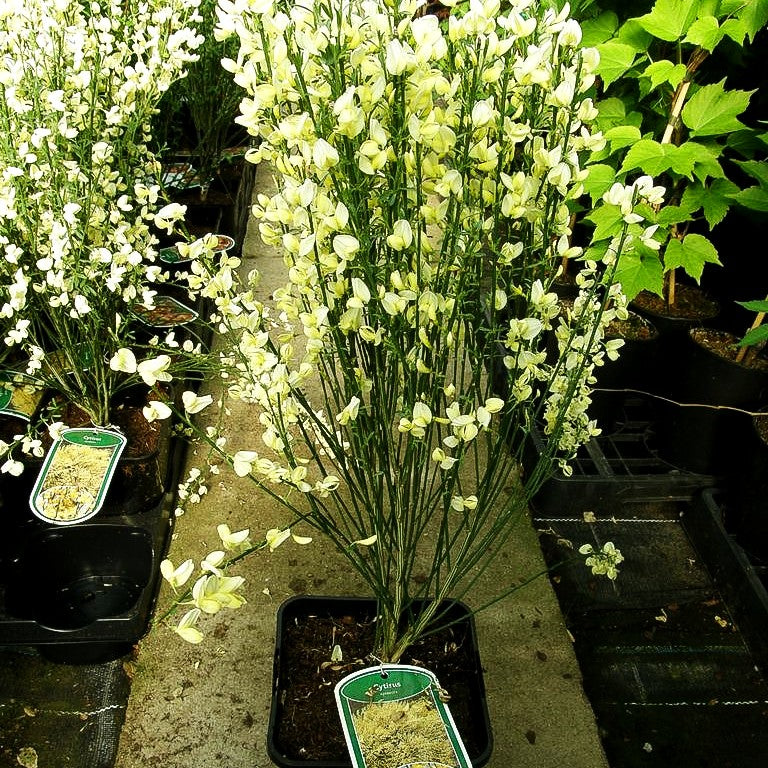 Elfenbein-Ginster (Cytisus praecox)