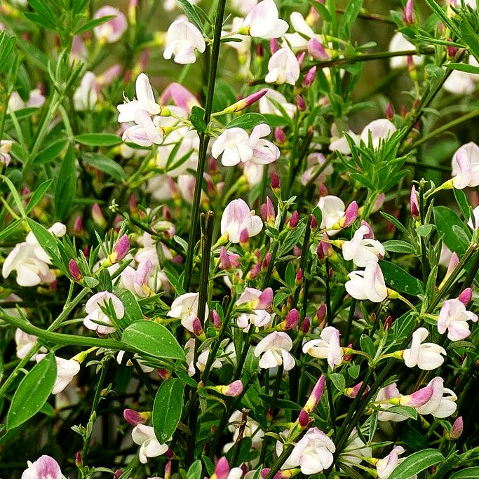 Elfenbein-Ginster 'Hollandia' (Cytisus praecox)
