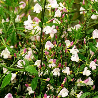 Elfenbein-Ginster 'Hollandia' (Cytisus praecox)
