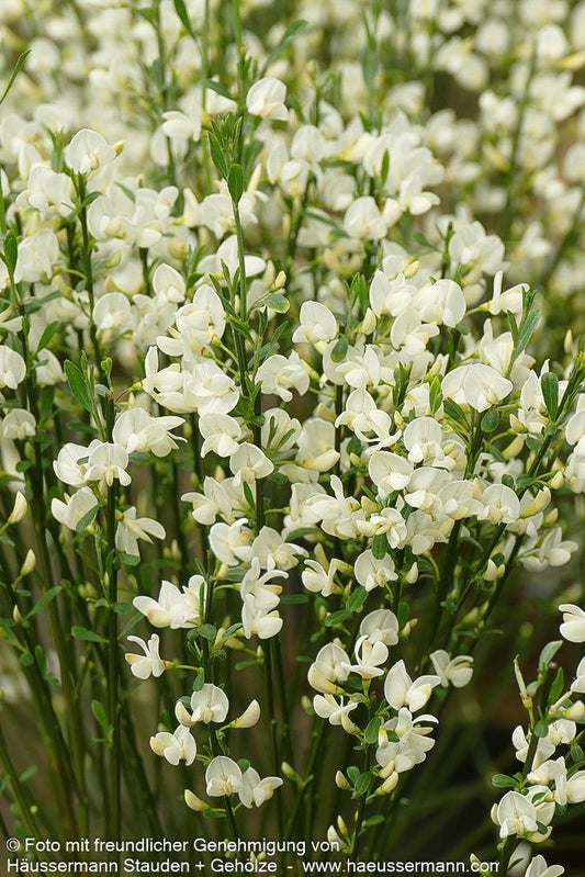 Elfenbein-Ginster 'White Lion' (Cytisus praecox)