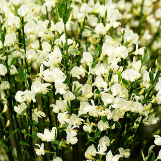 Elfenbein-Ginster 'White Lion' (Cytisus praecox)