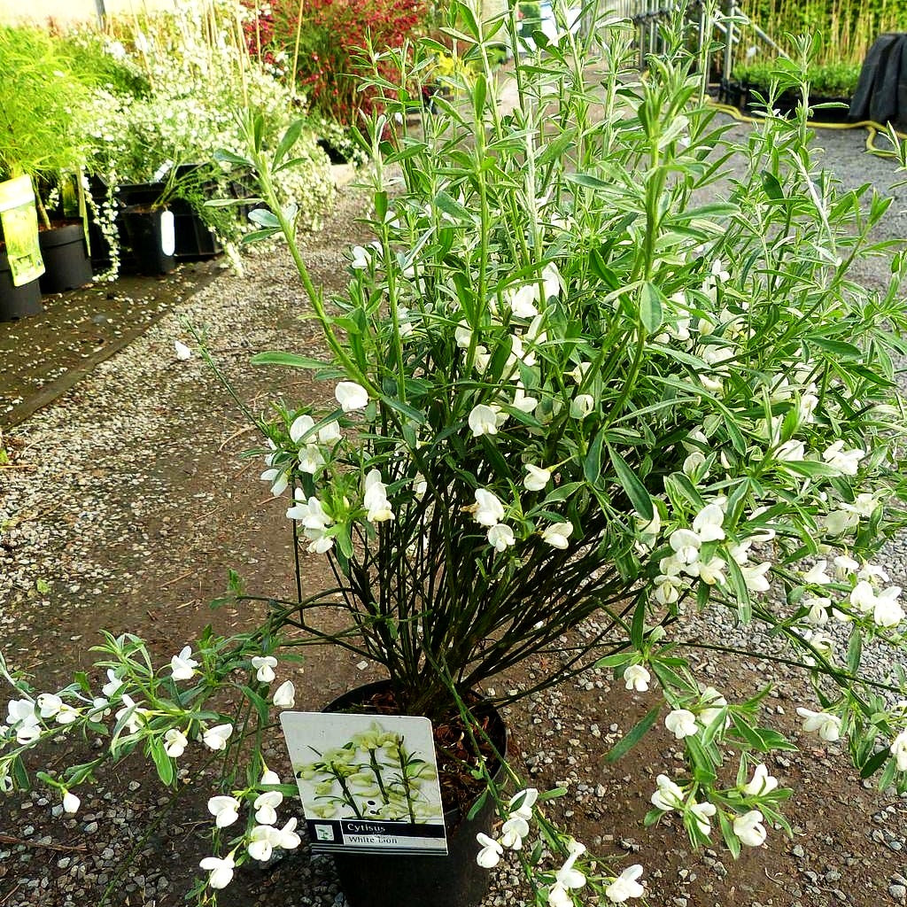 Elfenbein-Ginster 'White Lion' (Cytisus praecox)