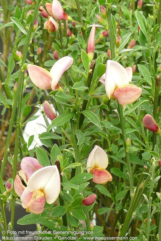 Elfenbein-Ginster 'Zeelandia' (Cytisus praecox)