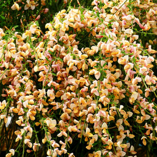 Elfenbein-Ginster 'Zeelandia' (Cytisus praecox)
