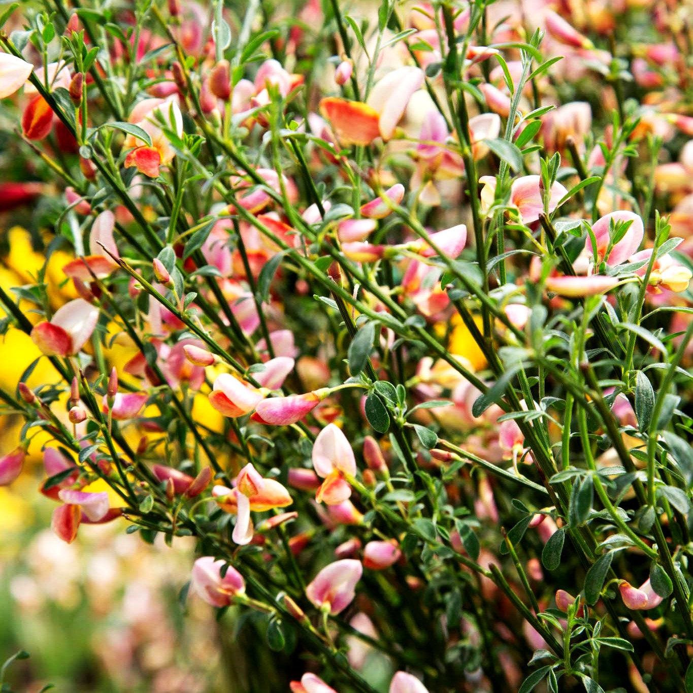 Elfenbein-Ginster 'Zeelandia' (Cytisus praecox)