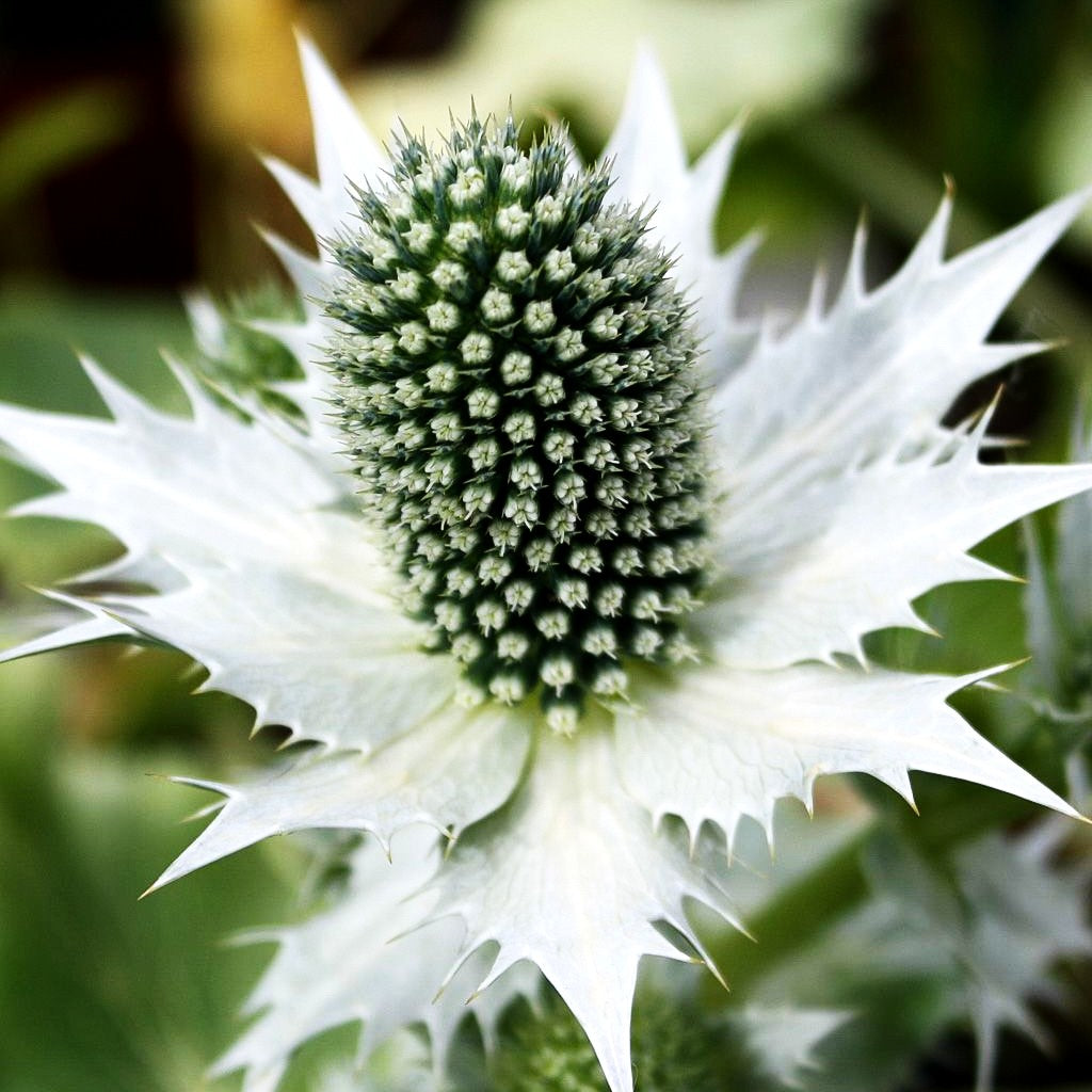 Elfenbein-Mannstreu (Eryngium giganteum)