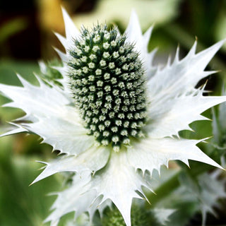 Elfenbein-Mannstreu (Eryngium giganteum)