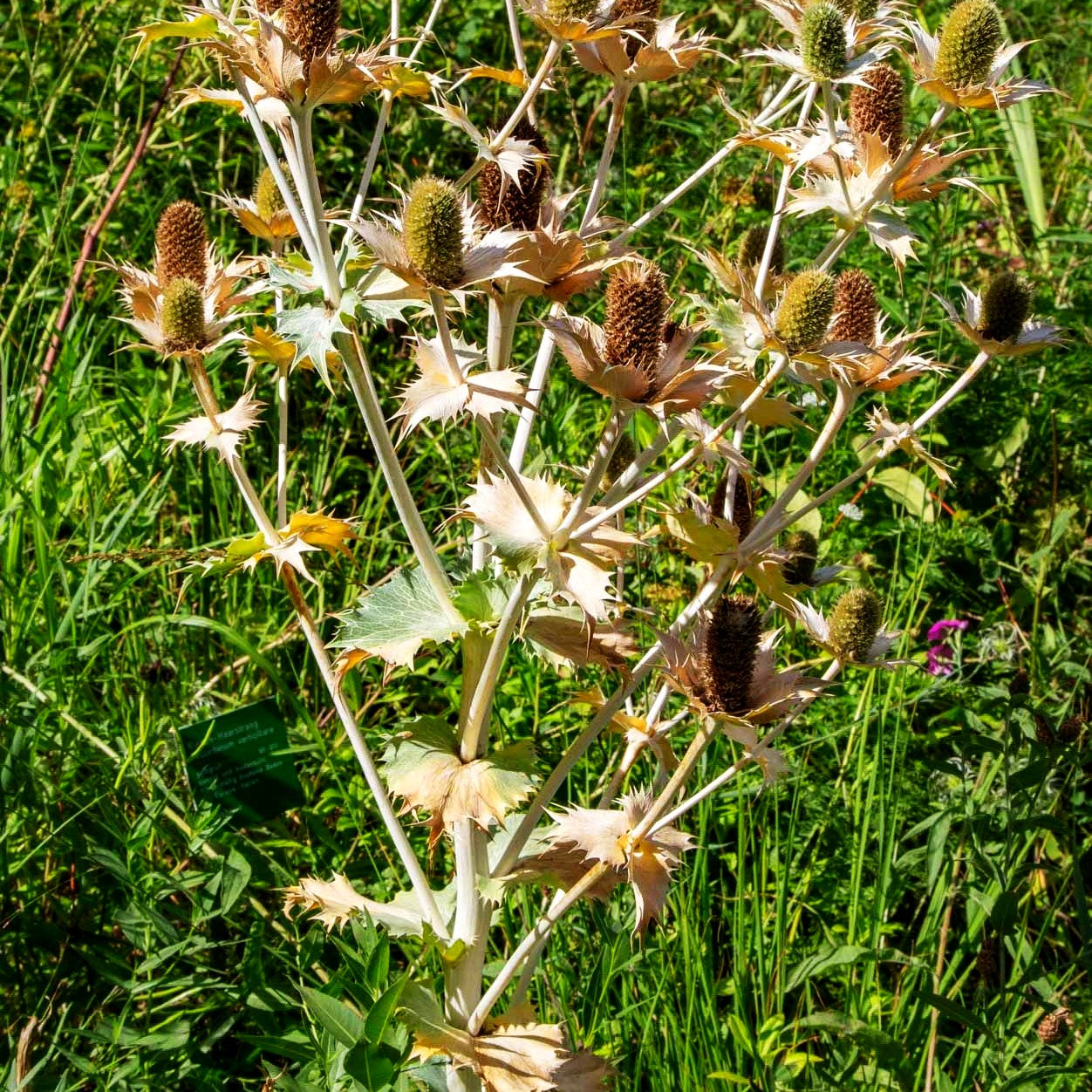 Elfenbein-Mannstreu (Eryngium giganteum)