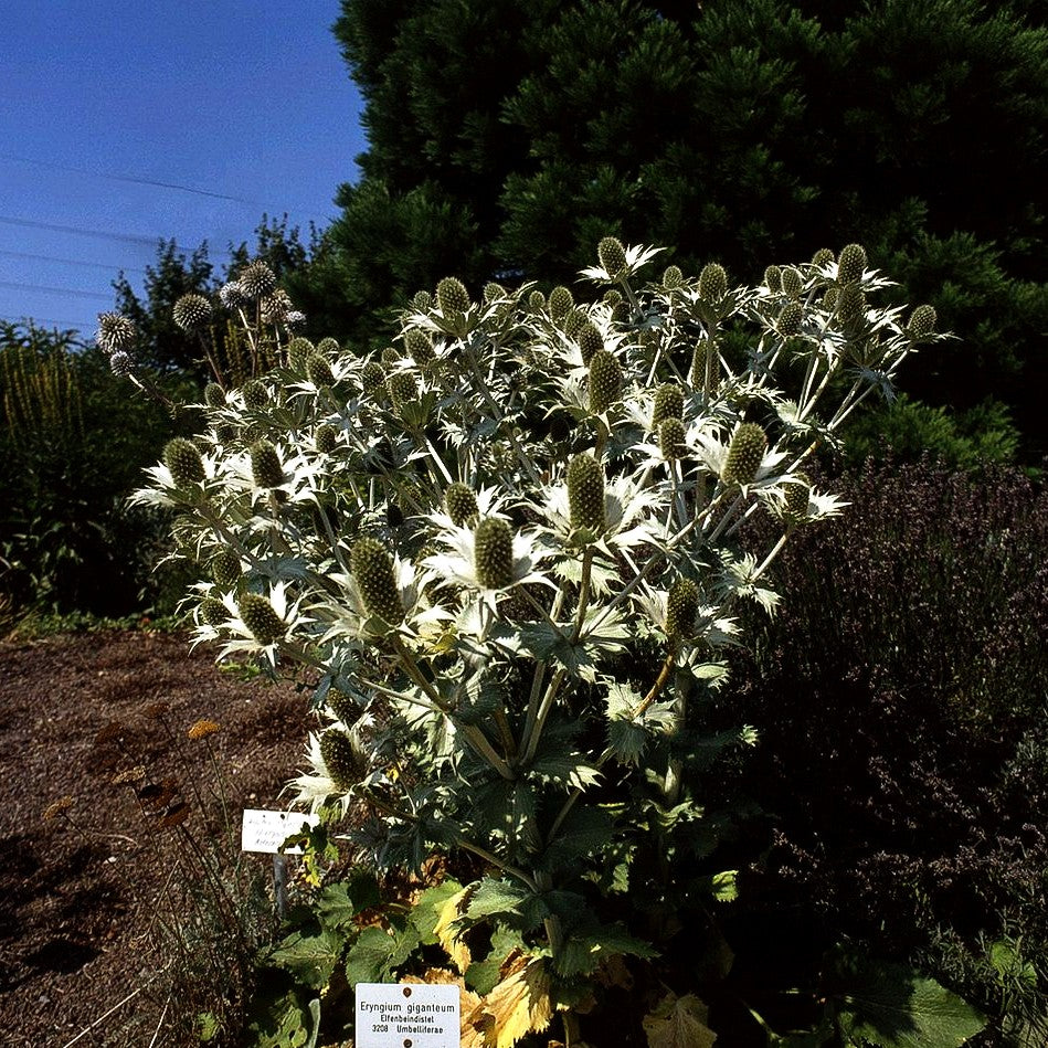 Elfenbein-Mannstreu (Eryngium giganteum)