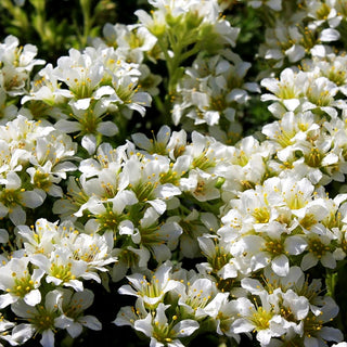 Elfenbein-Steinbrech 'Alba' (Saxifraga x apiculata)