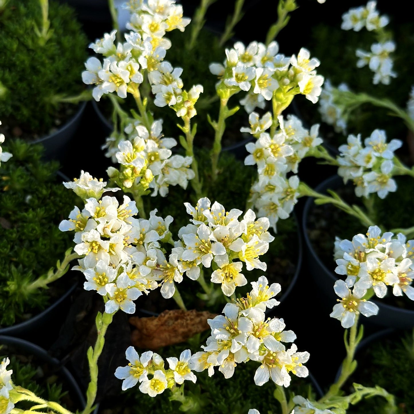 Elfenbein-Steinbrech 'Alba' (Saxifraga x apiculata)
