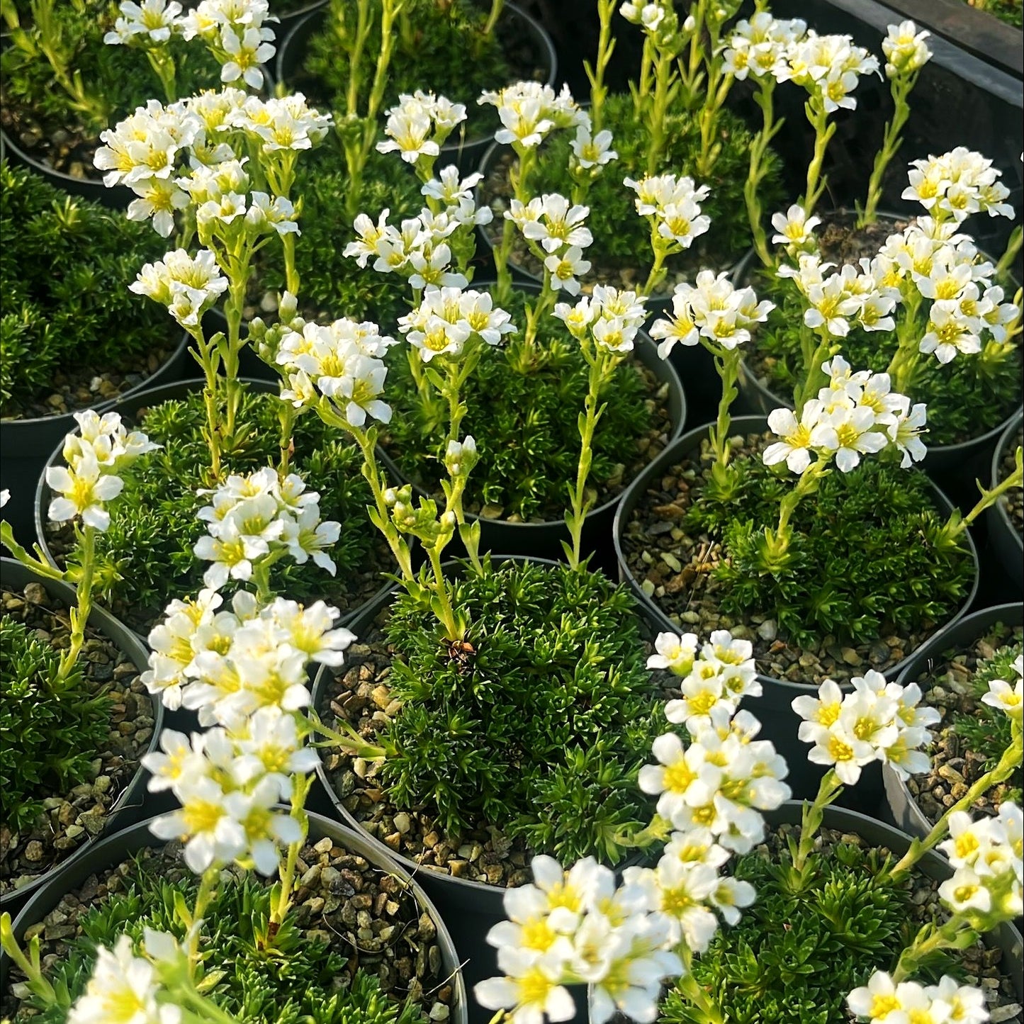 Elfenbein-Steinbrech 'Alba' (Saxifraga x apiculata)