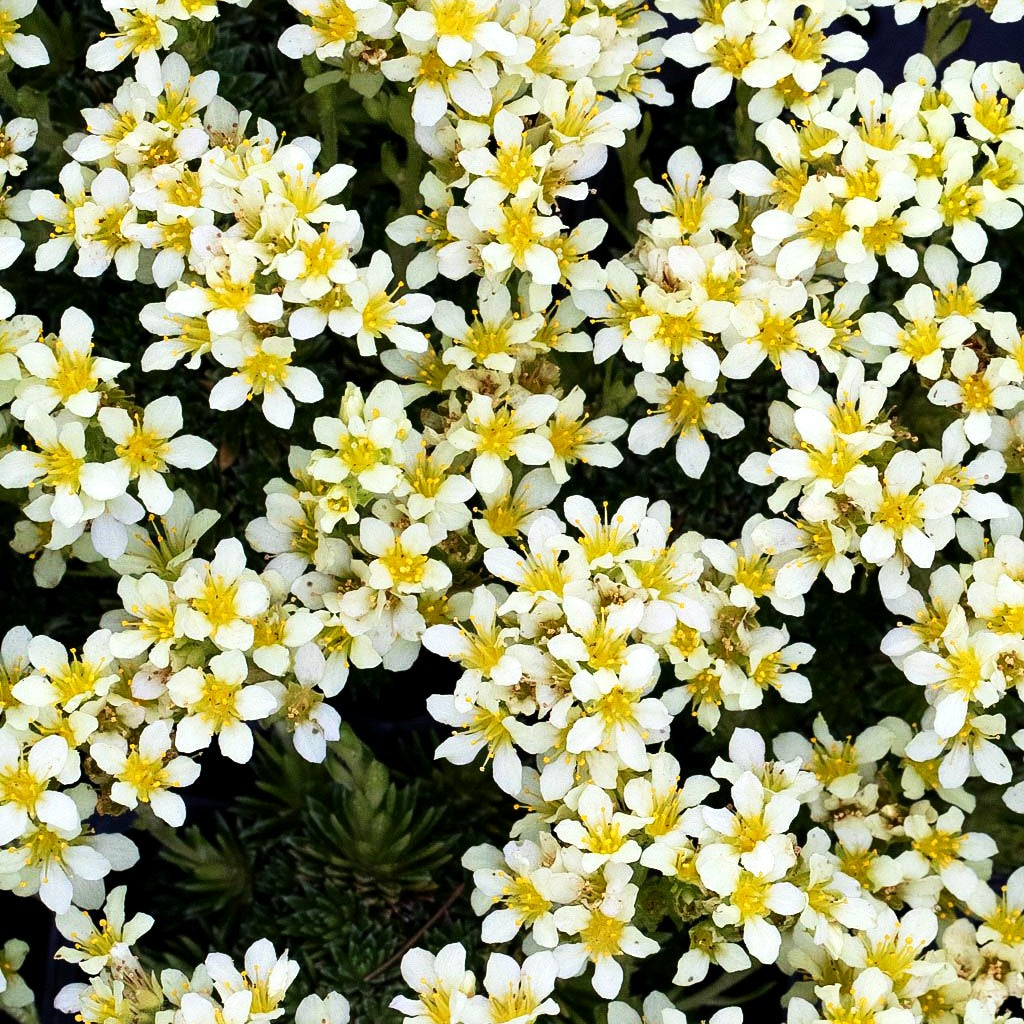 Elfenbein-Steinbrech 'Gregor Mendel' (Saxifraga x apiculata)