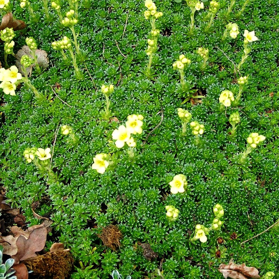 Elfenbein-Steinbrech 'Gregor Mendel' (Saxifraga x apiculata)