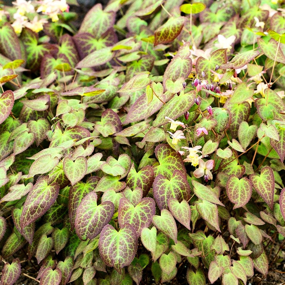 Elfenblume 'Cupreum' (Epimedium x versicolor)
