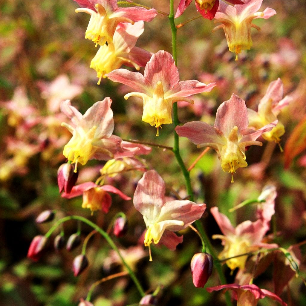 Elfenblume 'Cupreum' (Epimedium x versicolor)