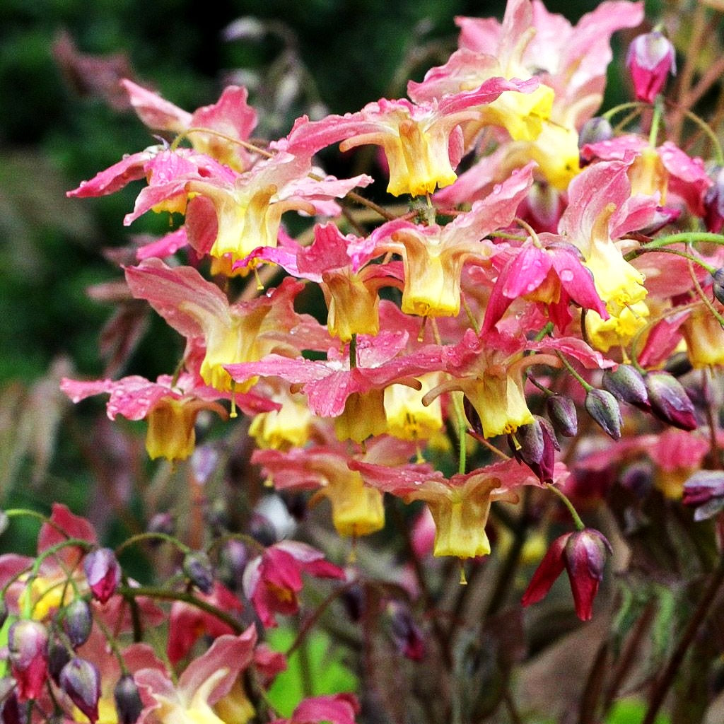 Elfenblume 'Cupreum' (Epimedium x versicolor)