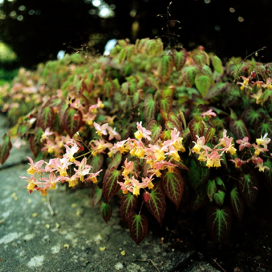 Elfenblume 'Cupreum' (Epimedium x versicolor)