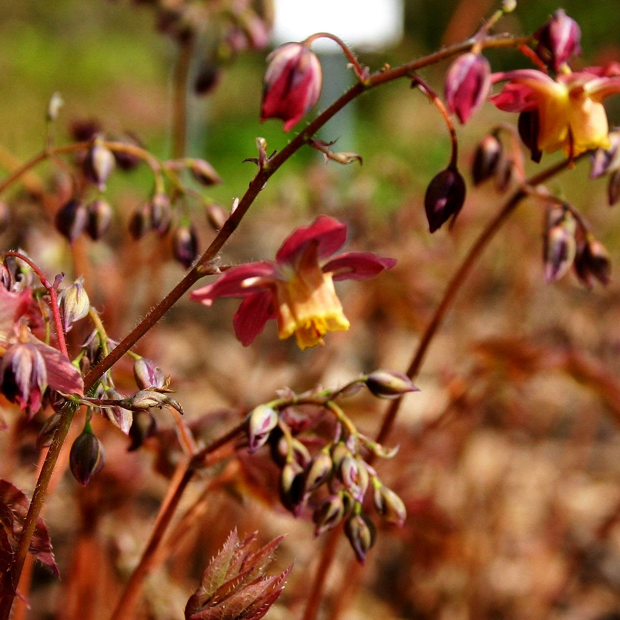 Elfenblume 'Cupreum' (Epimedium x versicolor)
