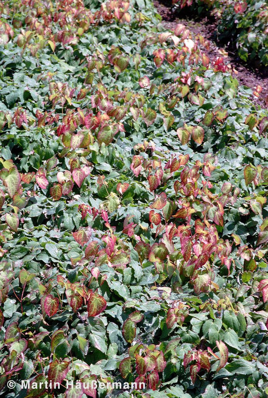 Elfenblume (Epimedium x rubrum)