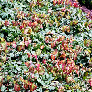 Elfenblume (Epimedium x rubrum)