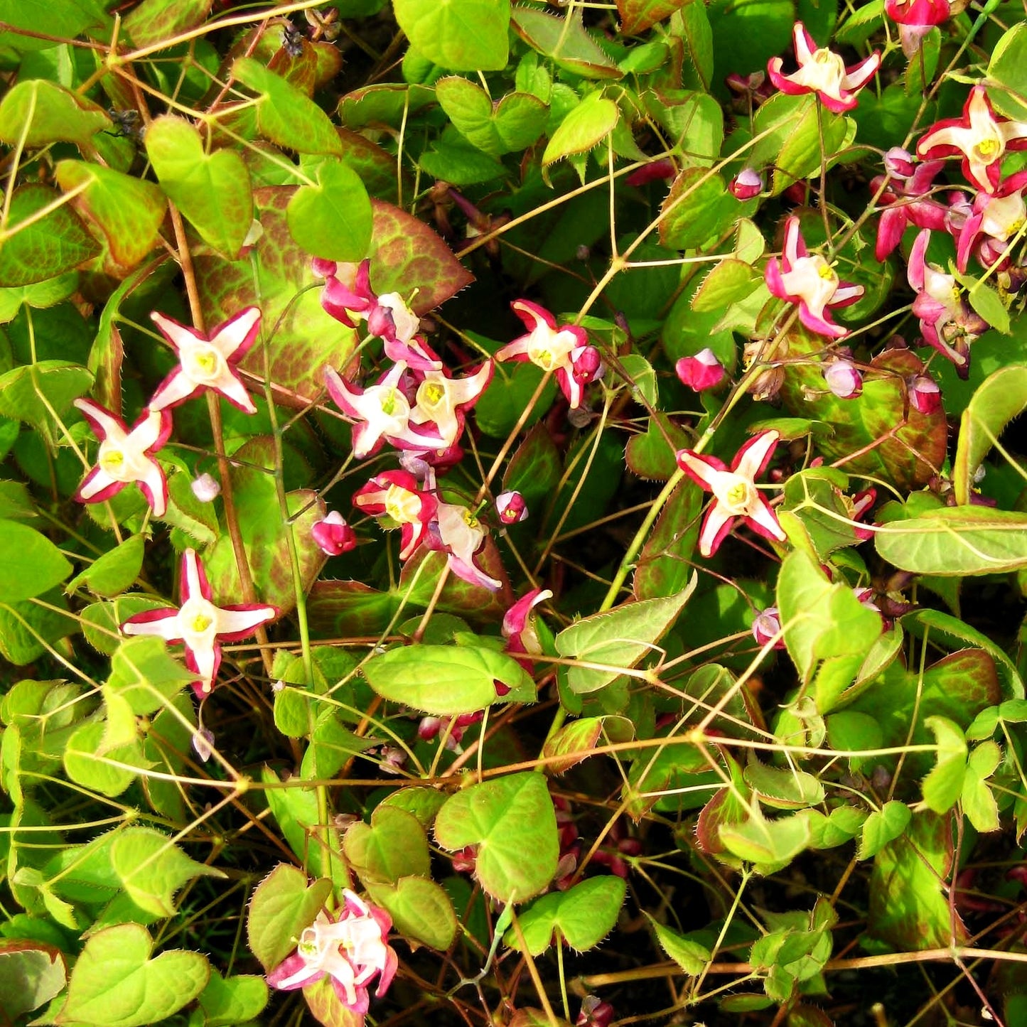 Elfenblume (Epimedium x rubrum)