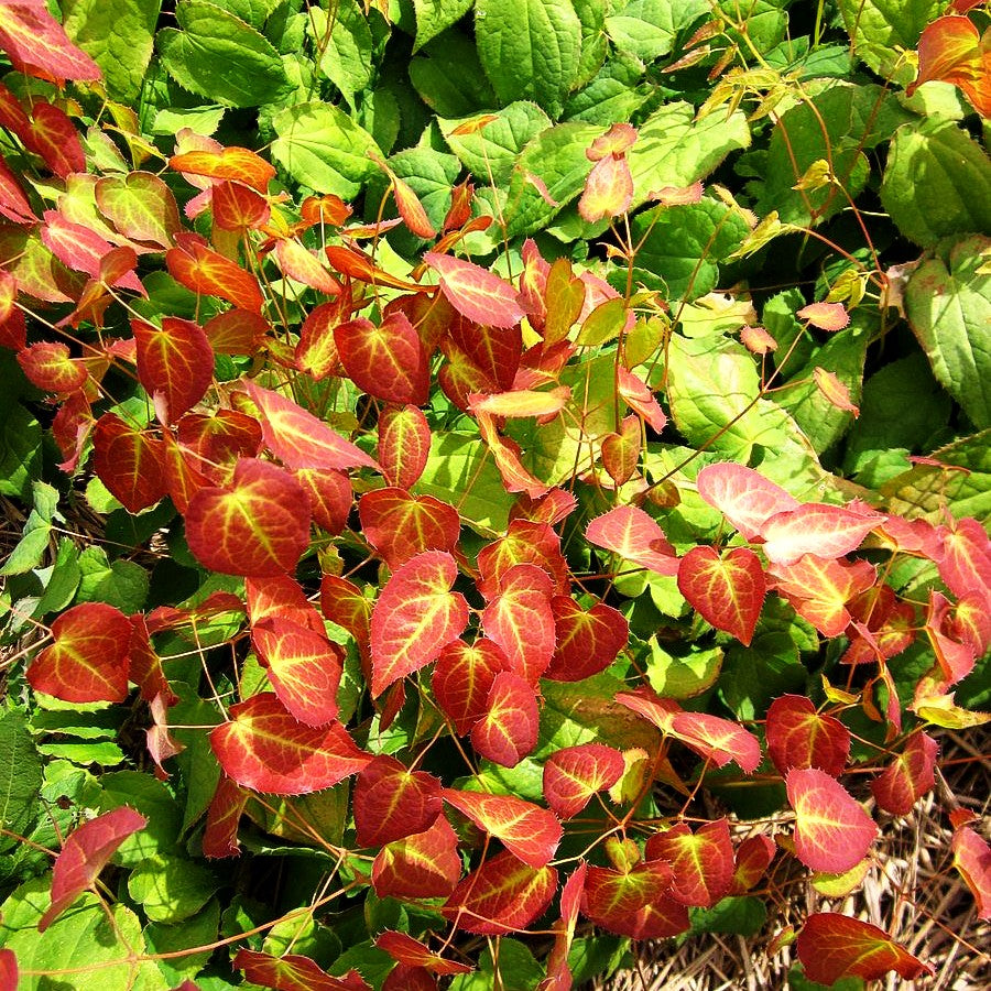 Elfenblume (Epimedium x rubrum)