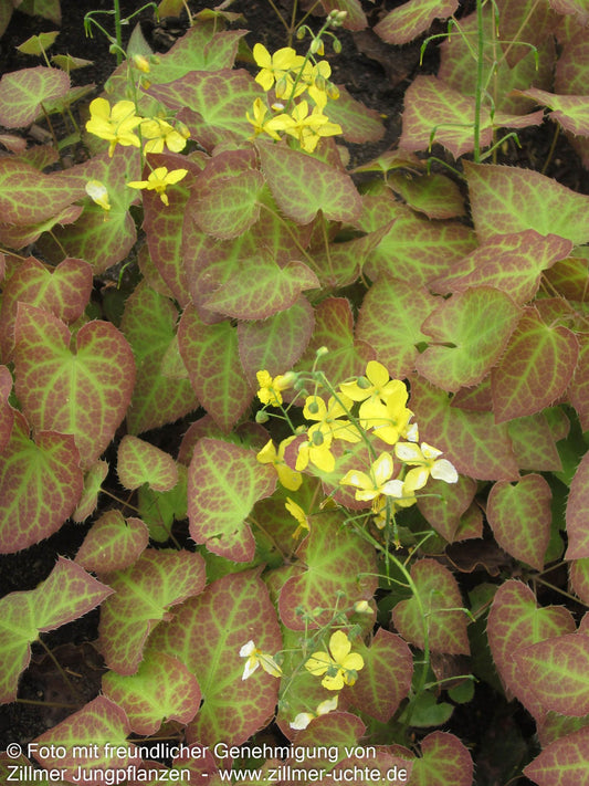Elfenblume 'Frohnleiten' (Epimedium x perralchicum)