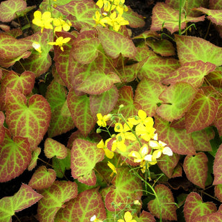Elfenblume 'Frohnleiten' (Epimedium x perralchicum)