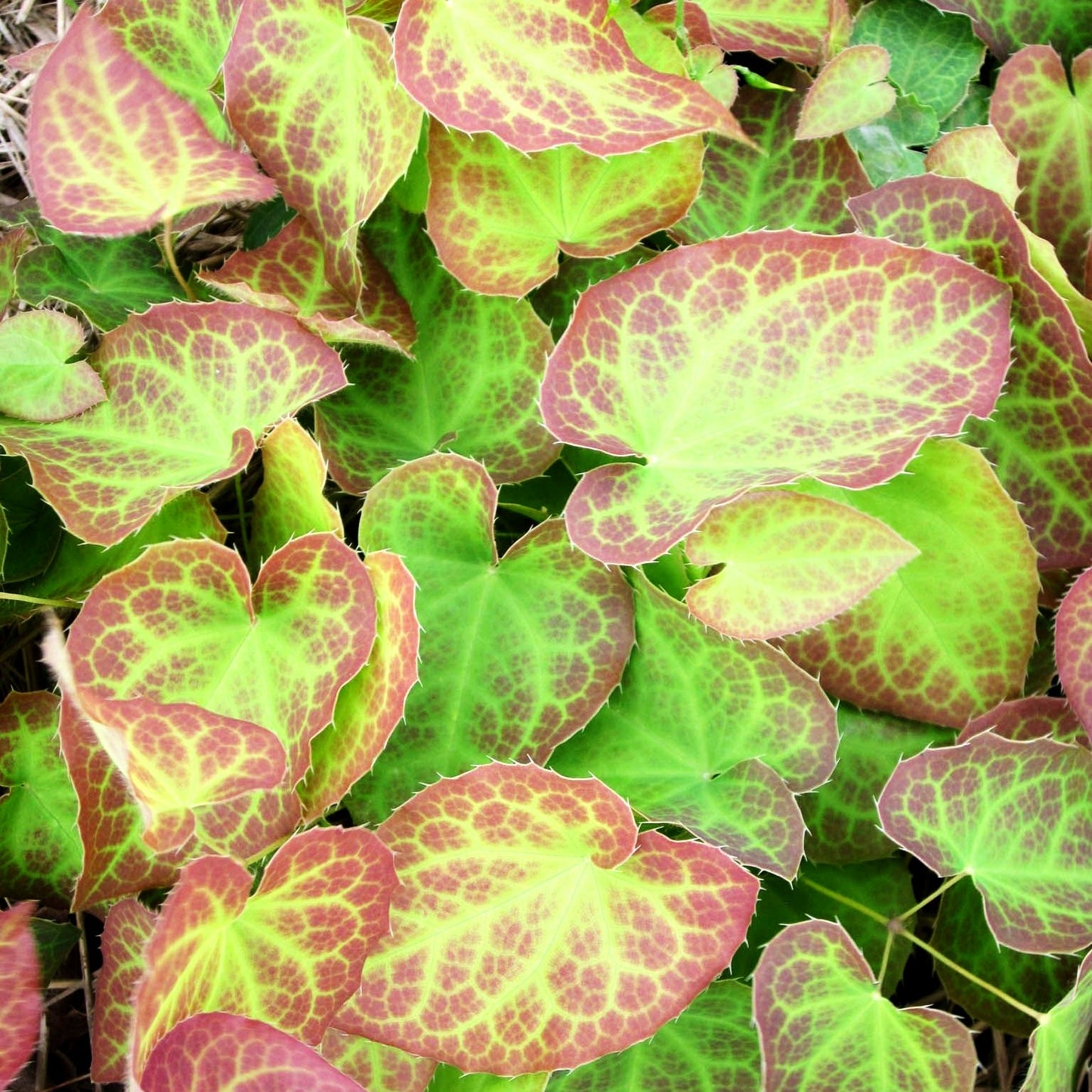 Elfenblume 'Frohnleiten' (Epimedium x perralchicum)
