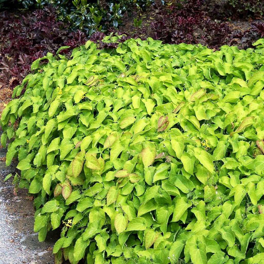 Elfenblume 'Frohnleiten' (Epimedium x perralchicum)
