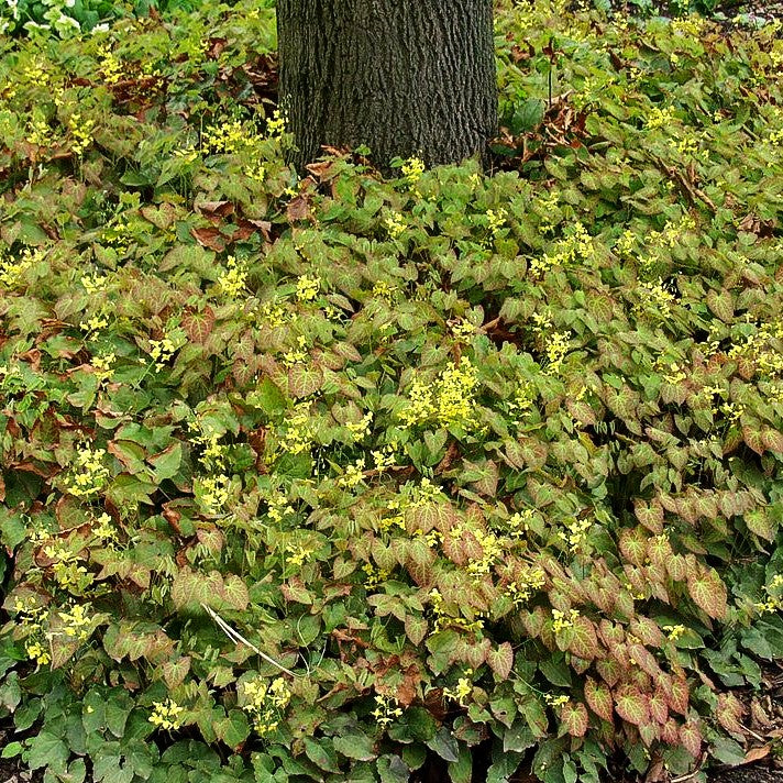 Elfenblume 'Frohnleiten' (Epimedium x perralchicum)