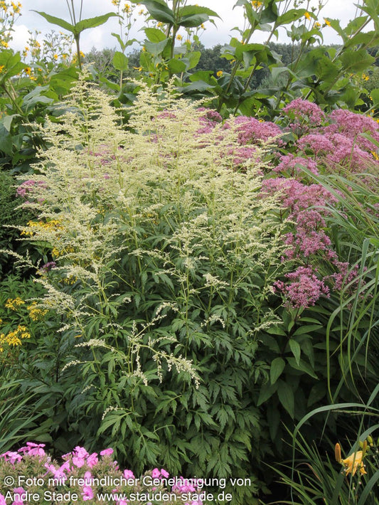 Elfenraute 'Elfenbein' (Artemisia lactiflora)