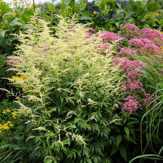 Elfenraute 'Elfenbein' (Artemisia lactiflora)
