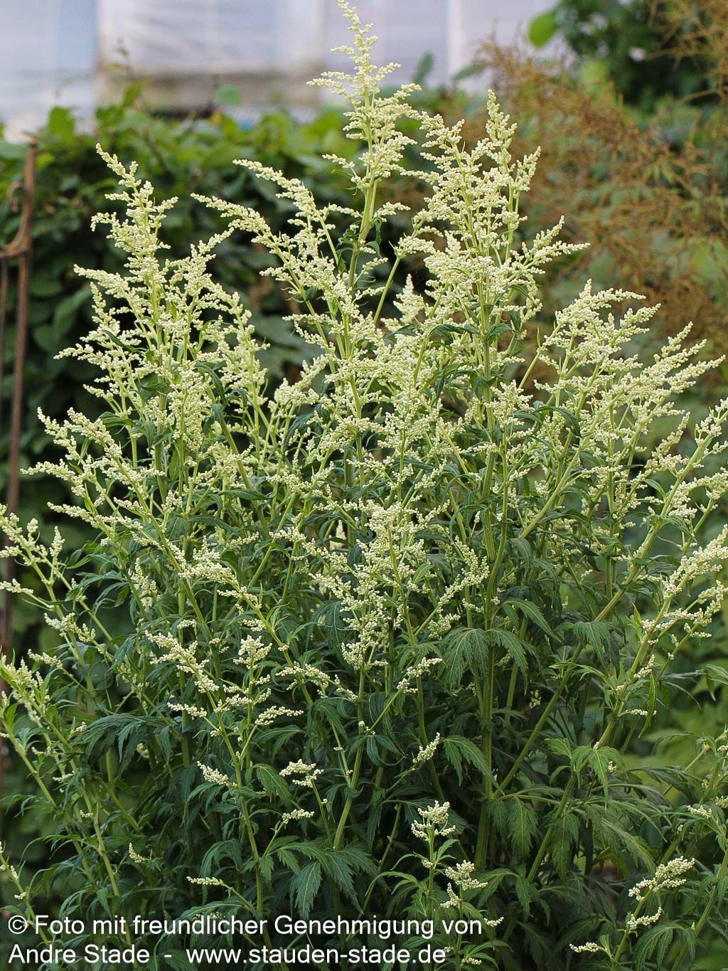 Elfenraute 'Elfenbein' (Artemisia lactiflora)