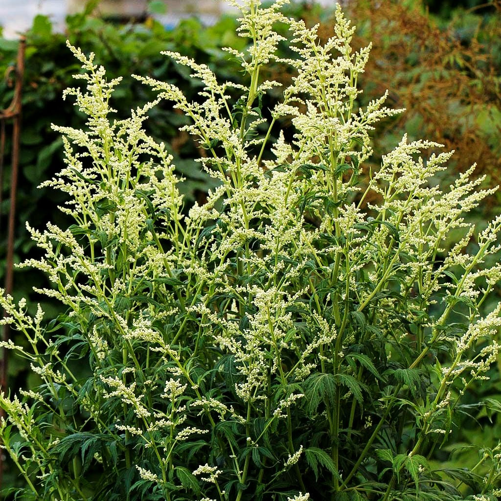 Elfenraute 'Elfenbein' (Artemisia lactiflora)