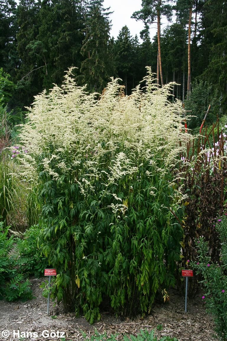 Elfenraute 'Elfenbein' (Artemisia lactiflora)