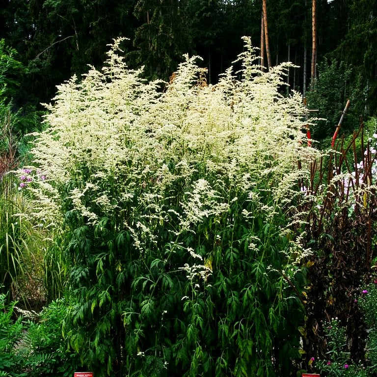 Elfenraute 'Elfenbein' (Artemisia lactiflora)