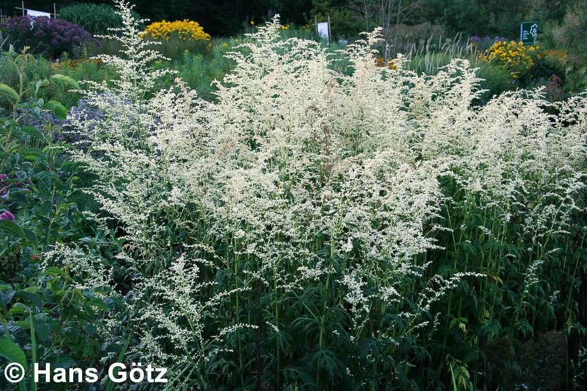 Elfenraute 'Elfenbein' (Artemisia lactiflora)