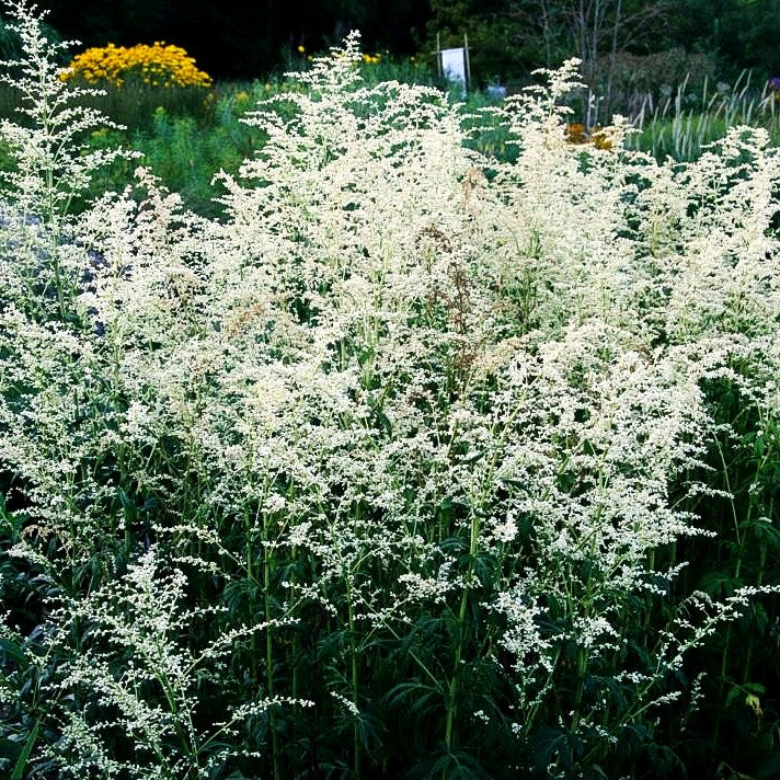 Elfenraute 'Elfenbein' (Artemisia lactiflora)